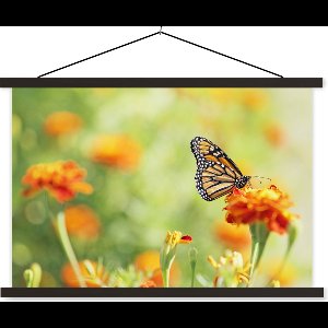 Posterhanger incl. Poster 150x100 cm - Schoolplaat - Monarchvlinder op bloem - Textielposter - Zwarte latten