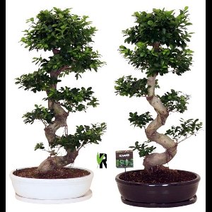 Ficus Microcarpa S-type in Zwarte keramiek ovale schaal met schotel 140 cm – Kamerplant – Vers Van De Kweker – Potmaat Ø60 cm