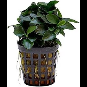 Moerings Anubias bonsai | Bonsai-Dwergspeerblad | In 5 cm pot