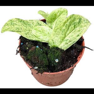 Rhaphidophora Korthalsii Marble Aurea Kamerplant Potmaat Ø10,5 cm |Vers Van De Kweker