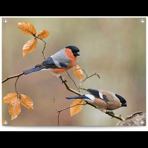 Tuinposter Goudvink - 60 x 80 - Canvas - REINDERS