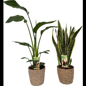 Strelitzia Nicolai & Sansevieria Laurentii with Natural Basket, pot maat Ø17, 70-90cm hoogte, siermand, air purifying, kamerplanten, Inclusief mand, easy to care for, echte planten, geweldig cadeau-idee, great gift idea