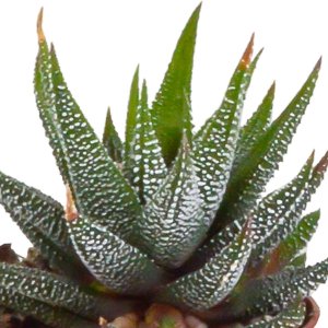 Gasteria/Haworthia mix 5,5 cm | 5 stuks