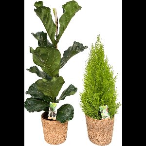 Ficus Lyrata & Cupressus with Natural Basket, pot maat Ø21, 85-110cm hoogte, siermand, air purifying, kamerplanten, Inclusief mand, easy to care for, echte planten, geweldig cadeau-idee, great gift idea