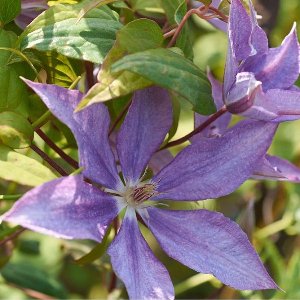 Clematis 'Bagatelle' - Bosrank - 50-60 cm in pot: Klimplant met dieprode bloemen in de late lente en zomer.