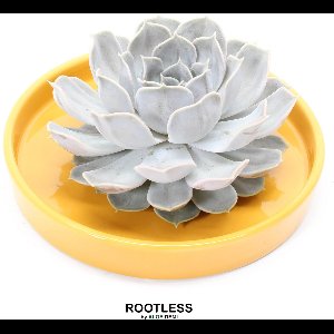 ROOTLESS Echeveria grijs – vetplant - okergeel pot 20 cm - ZERO water