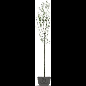 Knotwilg | Salix alba | Stamomtrek: 10-12 cm