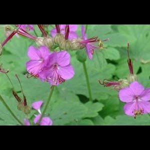 6 x Geranium macrorrhizum - Ooievaarsbek in pot 9 x 9 cm