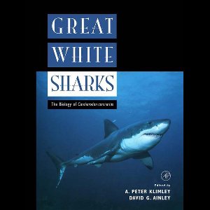 Great White Sharks