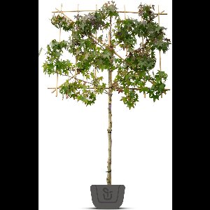 Liquidambar styraciflua | amberboom als leiboom | Stamomtrek: 12-14 cm | Stamhoogte: 220 cm | Rek: 150 cm