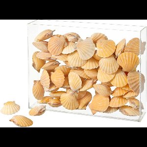 Schelpen Vexillum 1 kg, natuurlijk materiaal