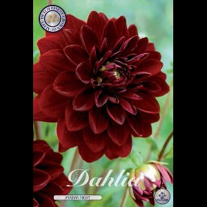 Dutch Finest Quality bloembollen - Dahlia Deco. Arabian Night x 1 I .s 1 bloembol / knol / stronk - kleur rood - hoogte 80 cm