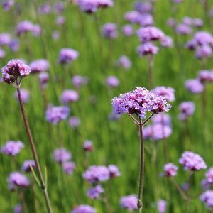 14x Verbena bonariensis - IJzerhard - P9 (0,7 Liter pot)