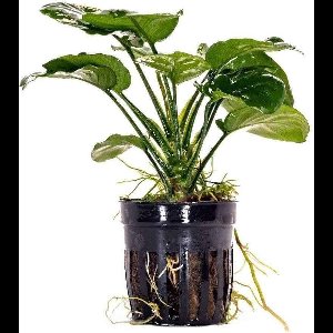 Anubias Golden coin in 5 cm pot
