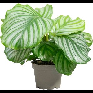 PLNTS - Calathea Orbifolia - Kamerplant - Kweekpot 14 cm - Hoogte 30 cm