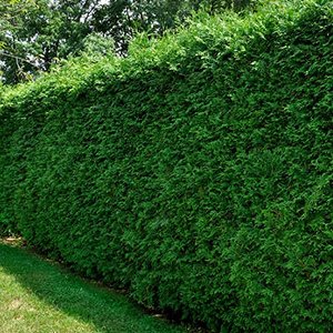 Taxus baccata 50-60 cm