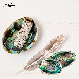 Vardaan Abalone schelp - 12-14cm - Licht blauwgroen - smudge schelp - Haliotis diversicolor - Abalone Shell - Charm Strand Seashell