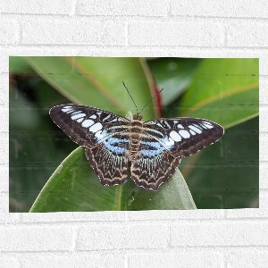 WallClassics - Muursticker - Blauw met Zwarte Vlinder op een Blad - 60x40 cm Foto op Muursticker