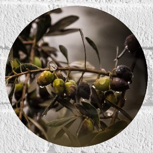 WallClassics - Muursticker Cirkel - Druppels op Olijventak - 20x20 cm Foto op Muursticker