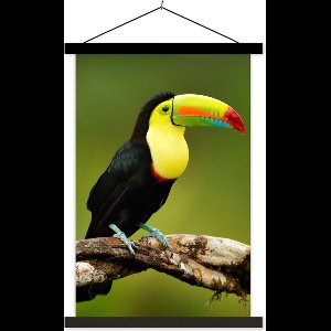 Posterhanger incl. Poster 120x180 cm - Schoolplaat - Vogel - Toekan - Regenboog - Groen - Tak - Textielposter - Zwarte latten