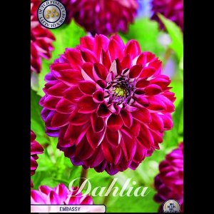 Dutch Finest Quality bloembollen -Dahlia Deco. Embassy x1 I .s 1 bloembol / knol / stronk - kleur Roze - hoogte 80 cm