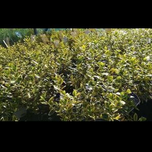 2 x Euonymus fort. 'Em. 'n Gold' - Kardinaalshoed, Kardinaalsmuts , 20- 30 cm in pot
