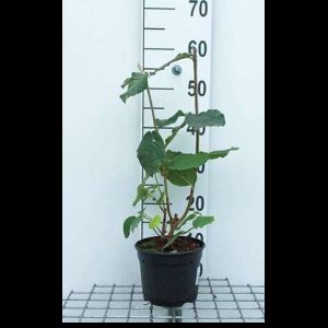 2 x Viburnum lantana - Wollige Sneeuwbal 50- 60 cm in pot