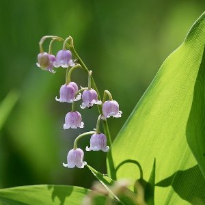 6x Convallaria majalis 'Rosea' Pot 9x9cm - Roze Lelietje-van-Dalen Pot 9x9cm - Planten Catalogus