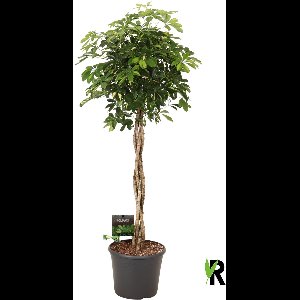 Schefflera Arboricola Gold Capella gevlochten stam 170 cm – Kamerplant – Vers Van De Kweker – Potmaat Ø35 cm
