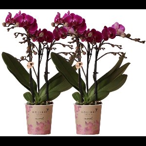 Kolibri Orchids | COMBI DEAL van 2 paarse phalaenopsis orchideeën - Morelia - potmaat Ø9cm | bloeiende kamerplant - vers van de kweker