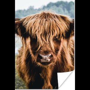 Poster Koeien - Schotse hooglander - Bruin - Natuur - 40x60 cm