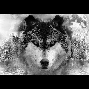 Fotobehang - Vlies Behang - Wolf - 208 x 146 cm