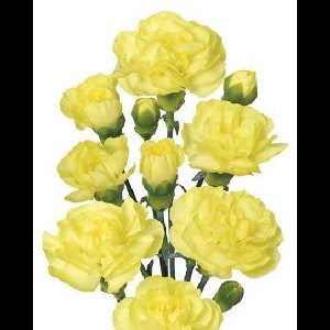 10x Dian.tros caesar 60cm