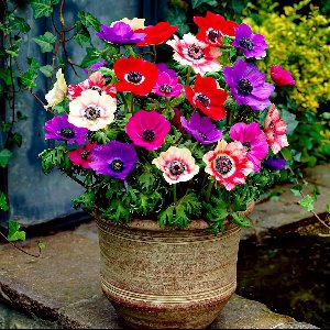 Anemonen Bloembollen - De Caen - 50 stuks - Meerkleurig - Bloem bollen - Meerjarig Mix