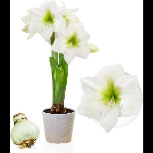 Amaryllis Bol - White Star - Bloembollen - 1 stuk - Wit - Bloem bollen