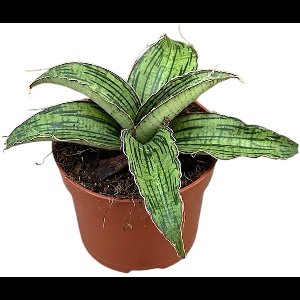 Sansevieria Cleopatra Kamerplant Potmaat Ø10,5 cm |Vers Van De Kweker
