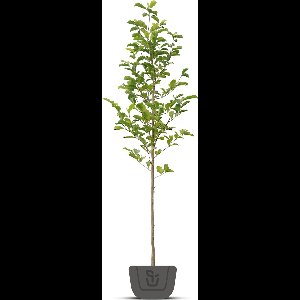 Beverboom | Magnolia Kobus | Stamomtrek: 4-6 cm