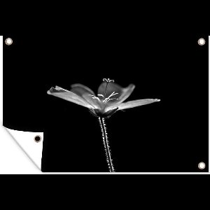 Muurdecoratie Een geranium op een zwarte achtergrond - zwart wit - 180x120 cm - Tuinposter - Tuindoek - Buitenposter