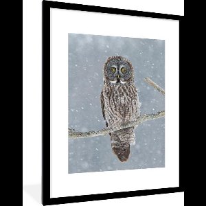 Fotolijst incl. Poster - Uil in de sneeuw - 60x80 cm - Posterlijst