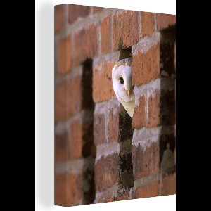 Canvas Schilderij Uil - Muur - Baksteen - 30x40 cm - Wanddecoratie