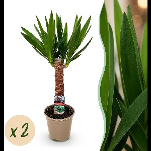 Green boutiQ - Kamerplant - Yucca elephantipes - Yucca - Weinig onderhoud - Groen - 2 - Pot 14cm - Hoogte 55cm