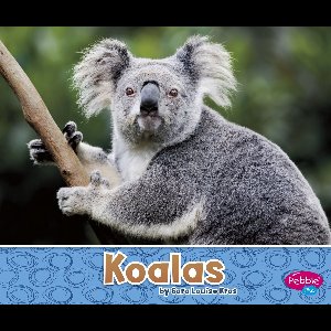 Australian Animals - Koalas