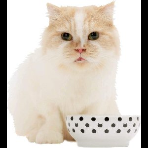 Necoichi voerbak katten en poezen - anti-mors - voerbakje katten - kattenvoerbak