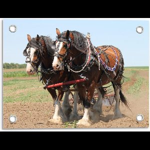 Tuinposter – Werkpaarden - 40x30cm Foto op Tuinposter  (wanddecoratie voor buiten en binnen)