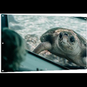 Tuinposter – Schildpad in Aquarium  - 150x100cm Foto op Tuinposter  (wanddecoratie voor buiten en binnen)