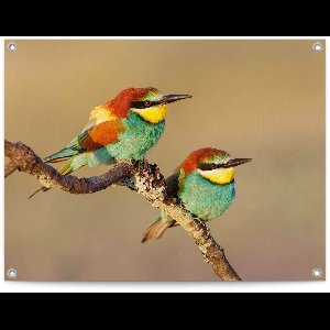 Tuinposter De Bijeneter - 60 x 80 - Canvas - REINDERS