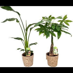 Strelitzia Nicolai & Pachira ( Money Tree ) with Natural Basket, pot maat Ø17, 70-90cm hoogte, Geldboom, siermand, air purifying, kamerplanten, Inclusief mand, easy to care for, echte planten, geweldig cadeau-idee, great gift idea