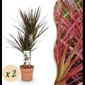 Green BoutiQ - Green is... Kamerplanten - Dracaena Magenta - Drakenbloedboom - Weinig onderhoud - Groen - 2 Planten - Pot 17cm - Hoogte 70-80cm
