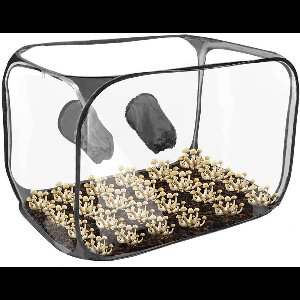 Inovra Plus - Mushroom Monotub Kit voor Thuisgebruik met Groeitent voor Paddenstoelen - Luchtdichte Kweekdoos met Zakken en Opvouwbaar Ontwerp