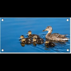 Tuinposter 60x30 cm - Tuindecoratie Eend - Water - Vogel - Bruin - Poster voor in de tuin - Buiten decoratie - Schutting tuinschilderij - Tuindoek muurdecoratie - Wanddecoratie balkondoek